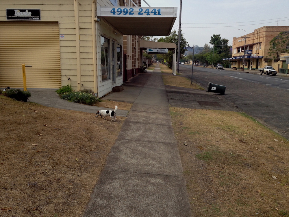 A dry street in Dungog, with the pub in the background and a dog walking across burnt grass in the foreground