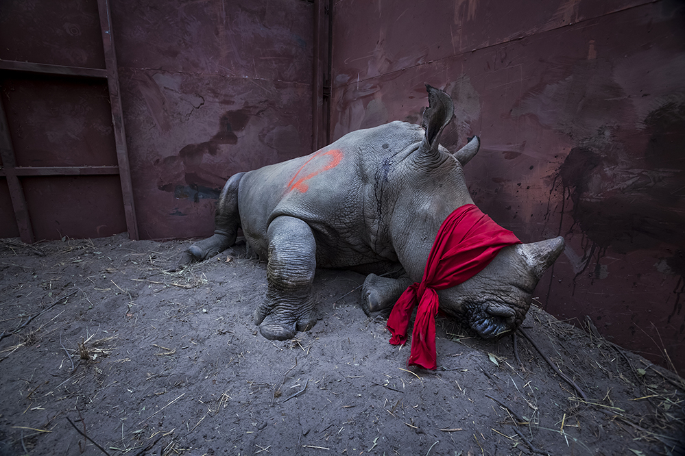 A young southern white rhinoceros, drugged and blindfolded, is about to be released into the wild in Okavango Delta, Botswana, after its relocation from South Africa for protection from poachers.