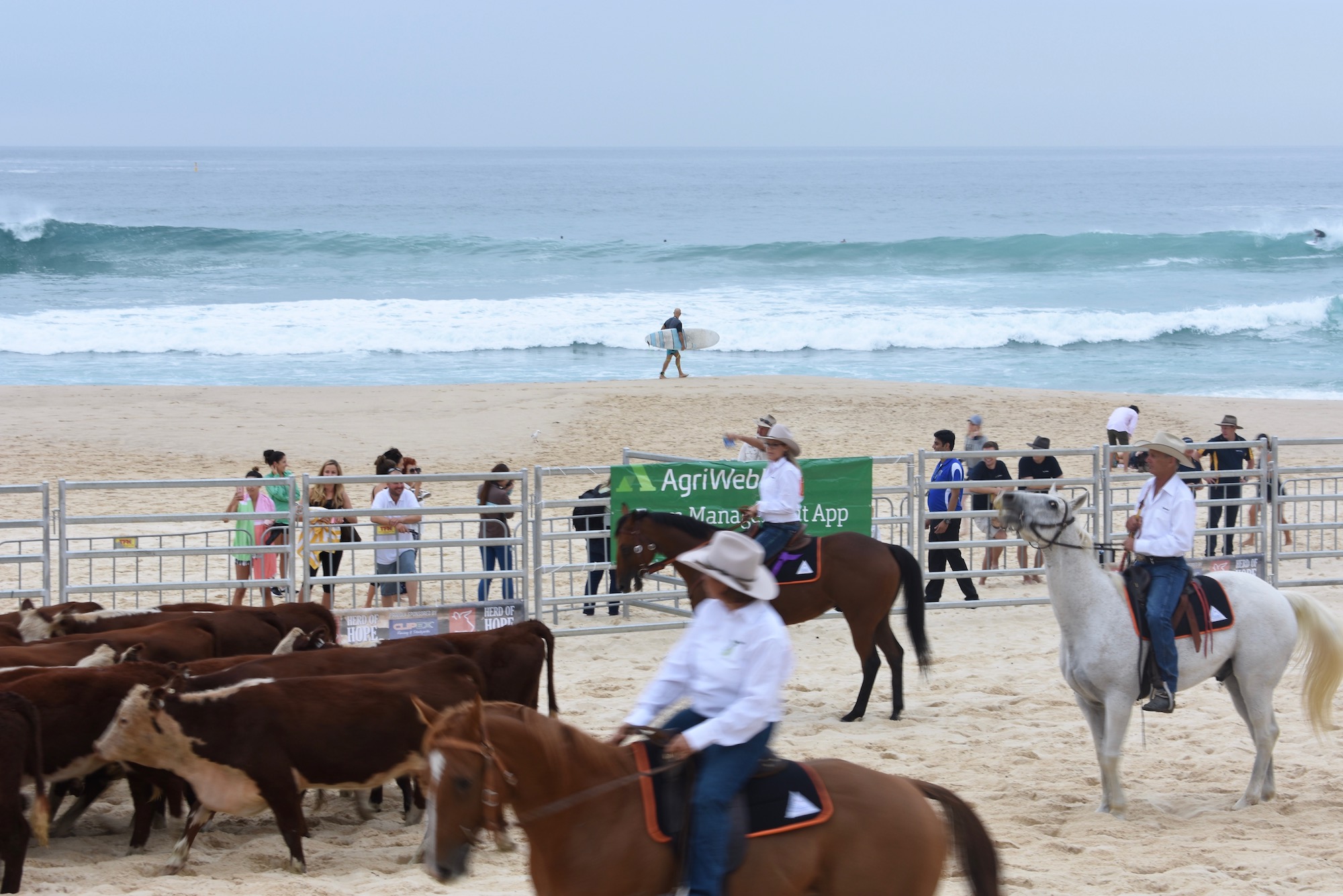"The connection between a cattle drive and organ transplants is a bit ambiguous, but I think I get it." Bondi Beach. Photography by Alex Tighe
